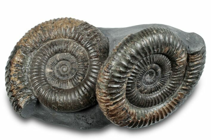 Ammonite (Dactylioceras) Fossil Cluster - England #279246